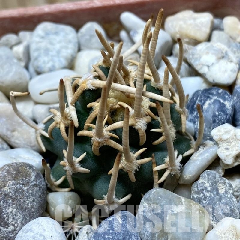 SH18150 Pediocactus peeblesianus PJR 521, grafted