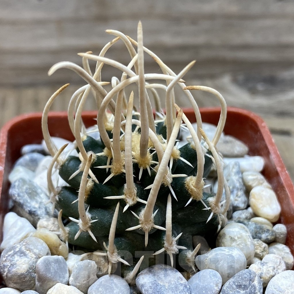 SH18152 Pediocactus peeblesianus v. fickeisenii PJR 458, grafted - Image 2