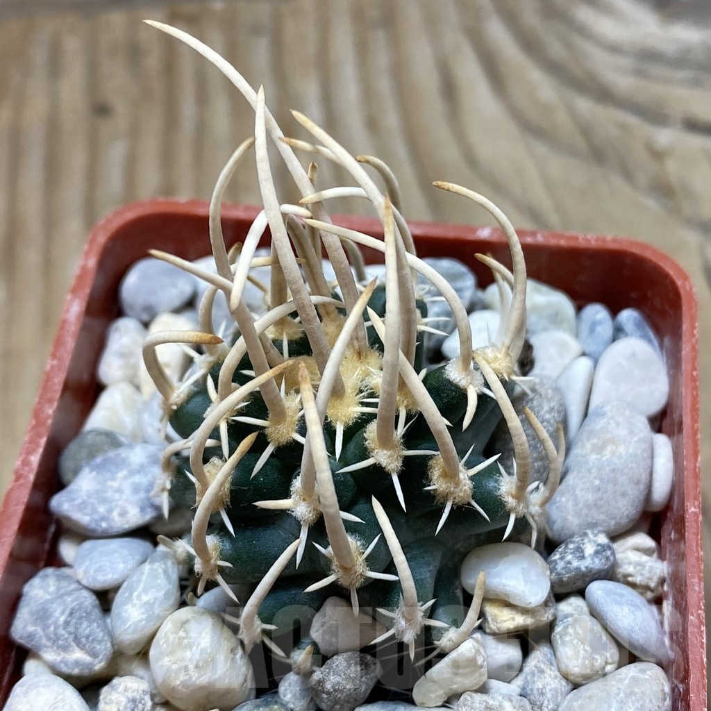 SH18152 Pediocactus peeblesianus v. fickeisenii PJR 458, grafted