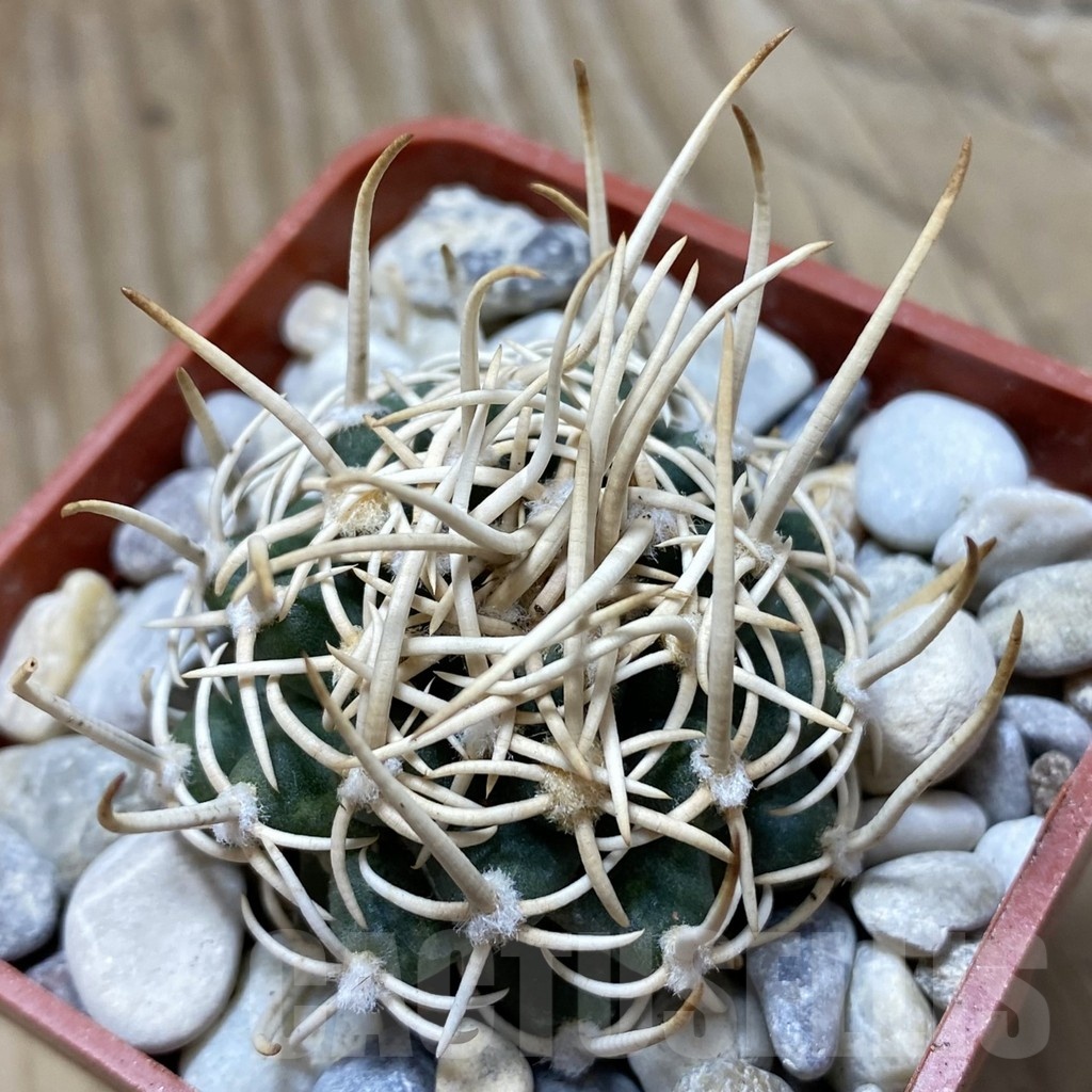 SH18153 Pediocactus peeblesianus f. menzelii PJR 504, grafted