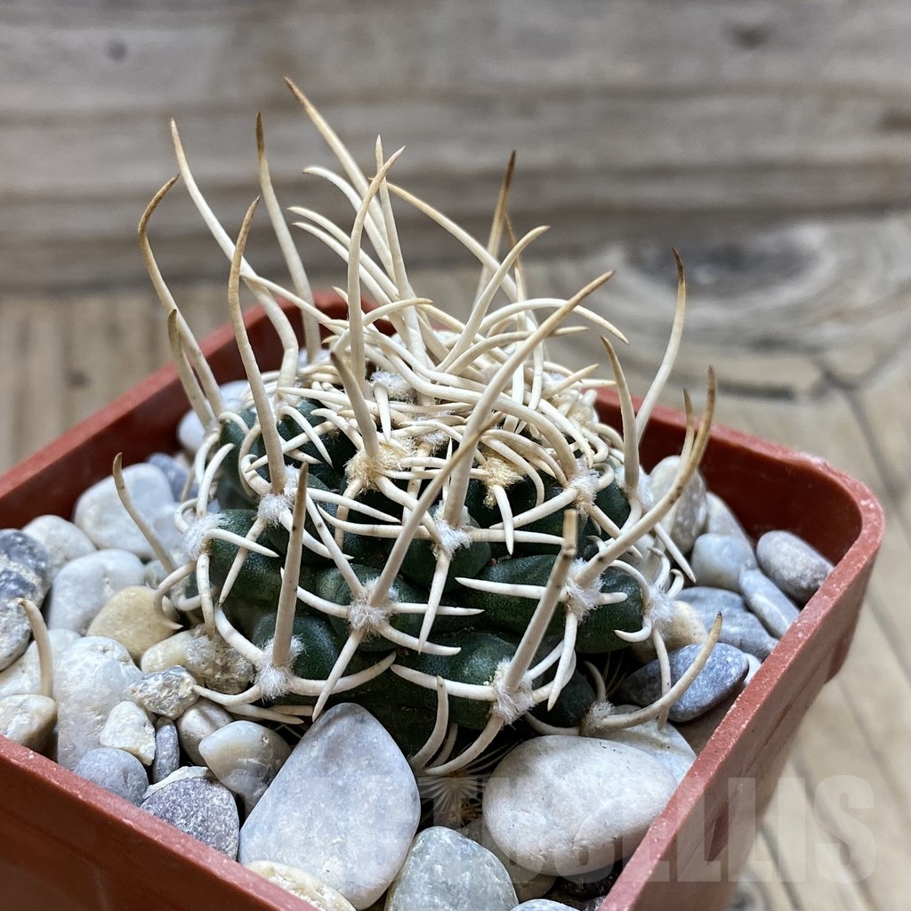 SH18153 Pediocactus peeblesianus f. menzelii PJR 504, grafted - Image 2