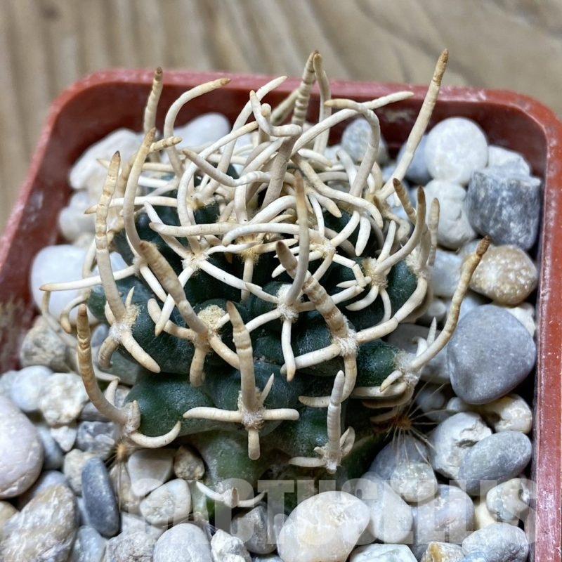 SH18154 Pediocactus peeblesianus f. menzelii PJR 504, grafted