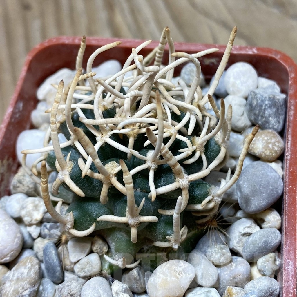 SH18154 Pediocactus peeblesianus f. menzelii PJR 504, grafted