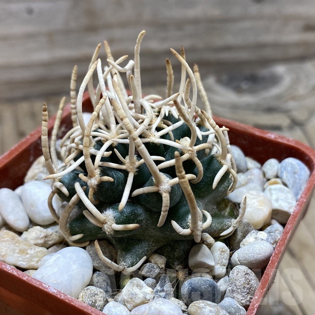 SH18154 Pediocactus peeblesianus f. menzelii PJR 504, grafted - Image 2