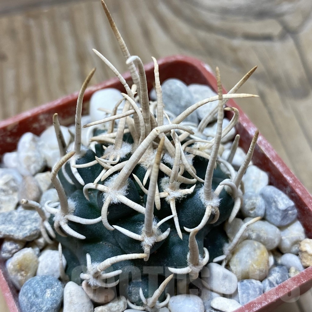 SH18155 Pediocactus peeblesianus f. menzelii PJR 542, grafted