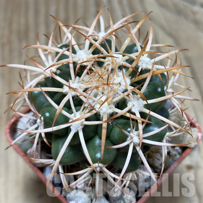 SH18089 Discocactus petr-halfari MH725 -E Juazeiro-, own roots