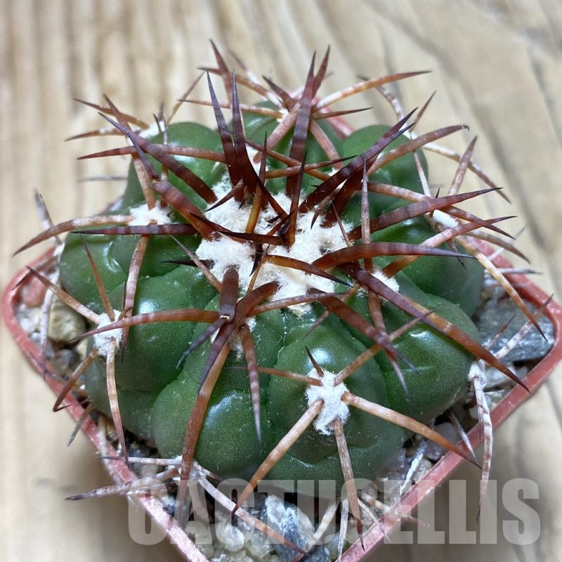 SH18095 Discocactus cangaensis MH 886, own roots