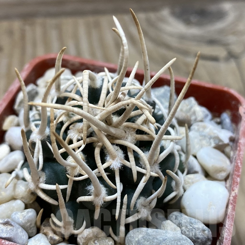 SH18155 Pediocactus peeblesianus f. menzelii PJR 542, grafted - Image 2