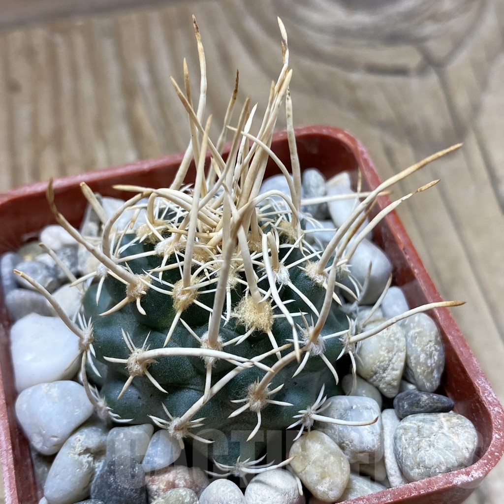 SH18157 Pediocactus peeblesianus v. fickeisenii PJR 459, grafted