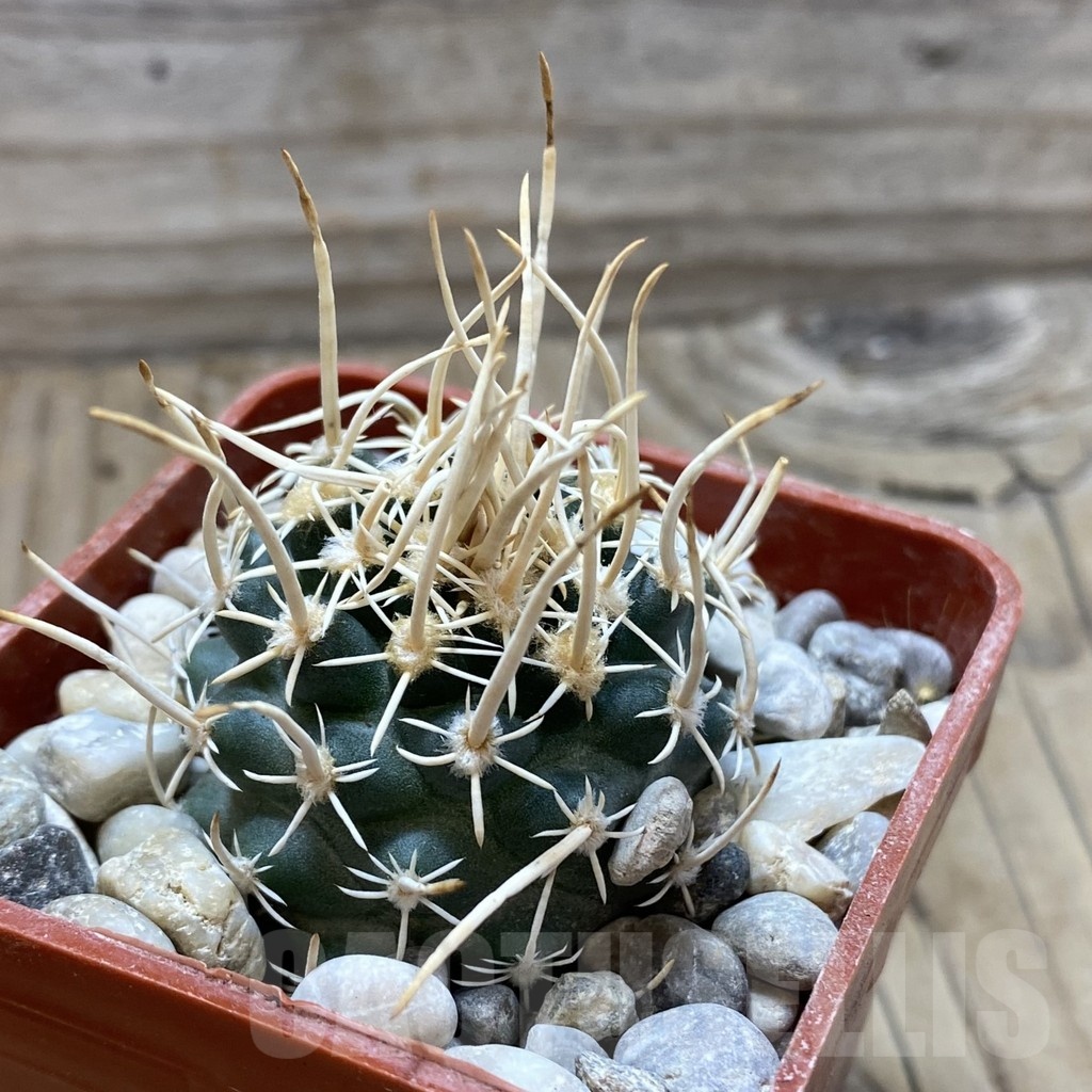 SH18157 Pediocactus peeblesianus v. fickeisenii PJR 459, grafted - Image 2