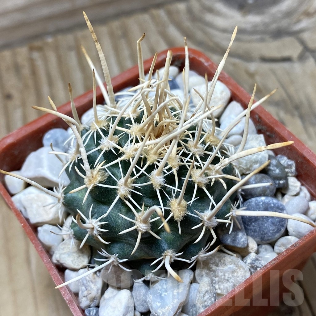 SH18158 Pediocactus peeblesianus v. fickeisenii PJR 459, grafted