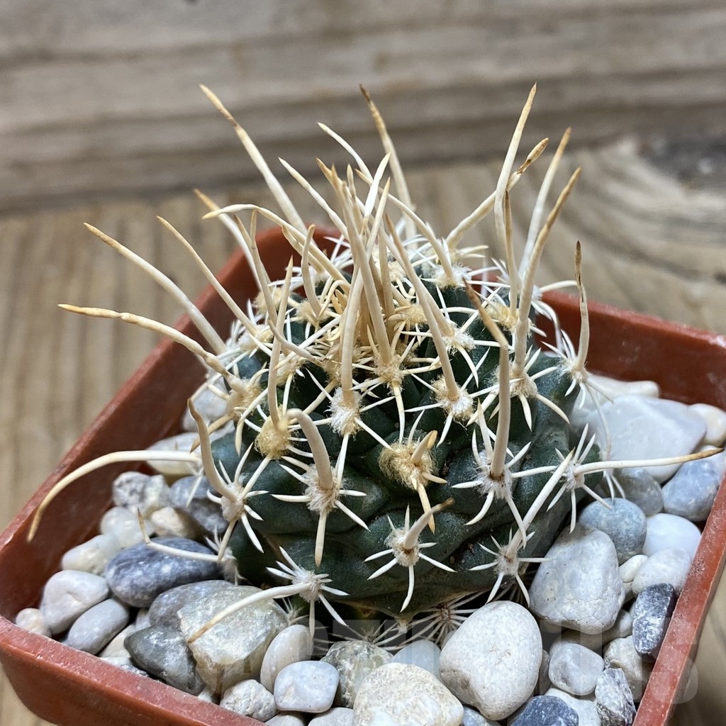 SH18158 Pediocactus peeblesianus v. fickeisenii PJR 459, grafted - 画像 (2)