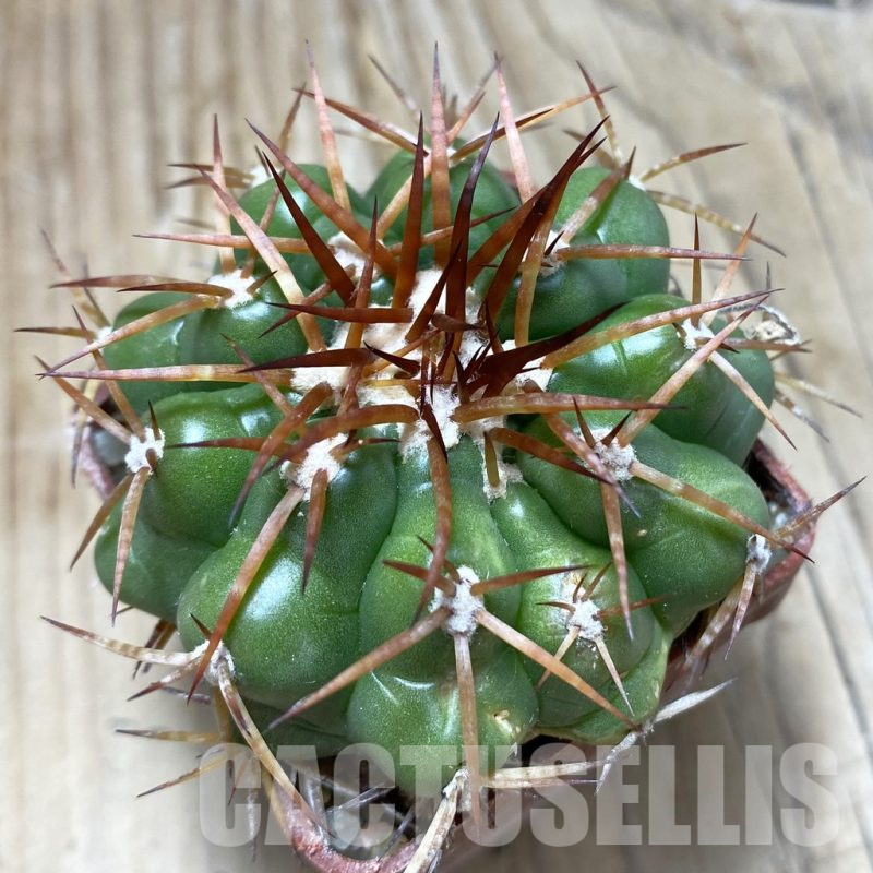 SH18096 Discocactus cangaensis MH 886, own roots