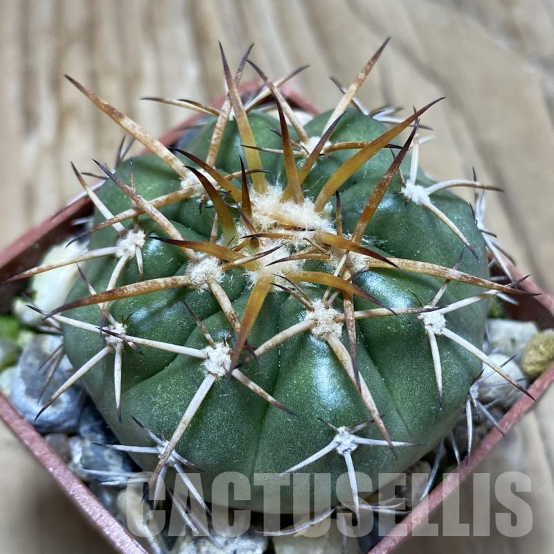 SH18102 Discocactus sp. North-West cavalcante MH 765, own roots