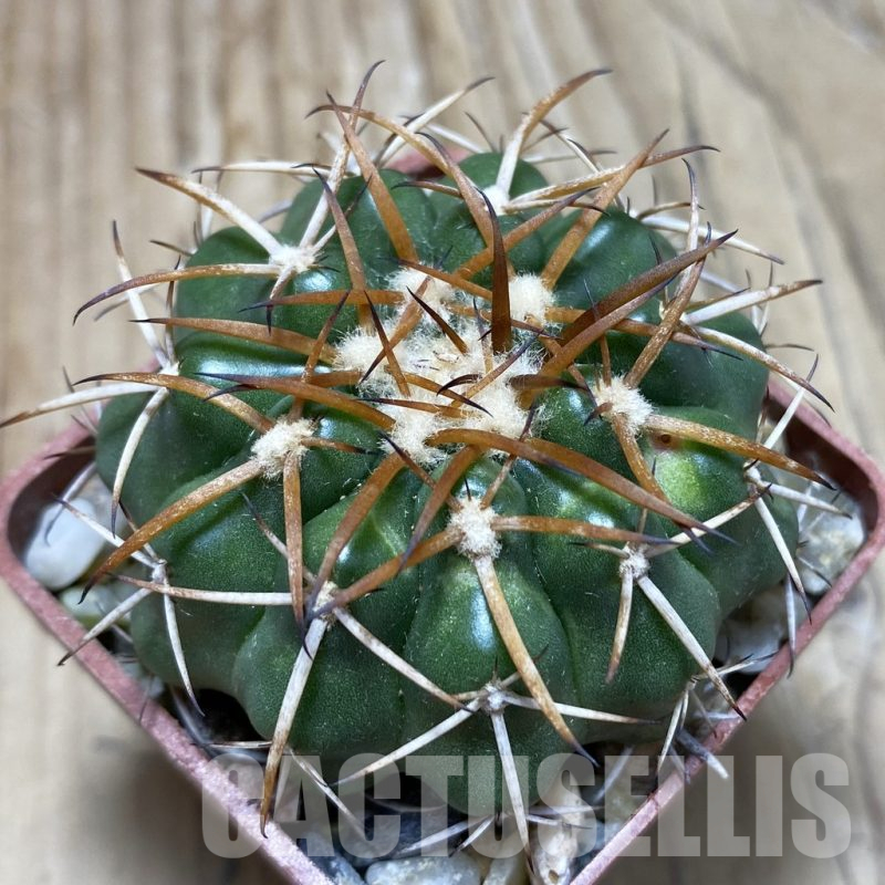 SH18103 Discocactus sp. North-West cavalcante MH 765, own roots