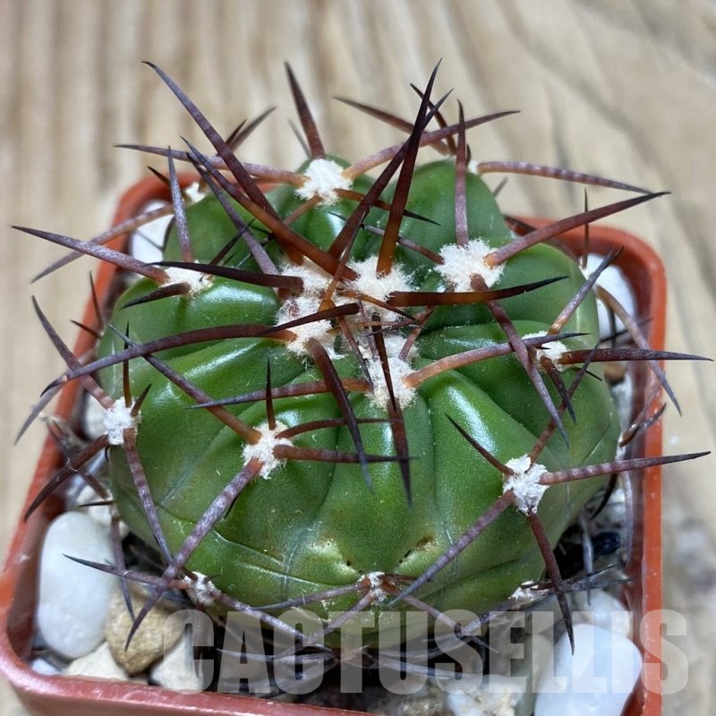 SH18106 Discocactus estevesii MH 791, own roots