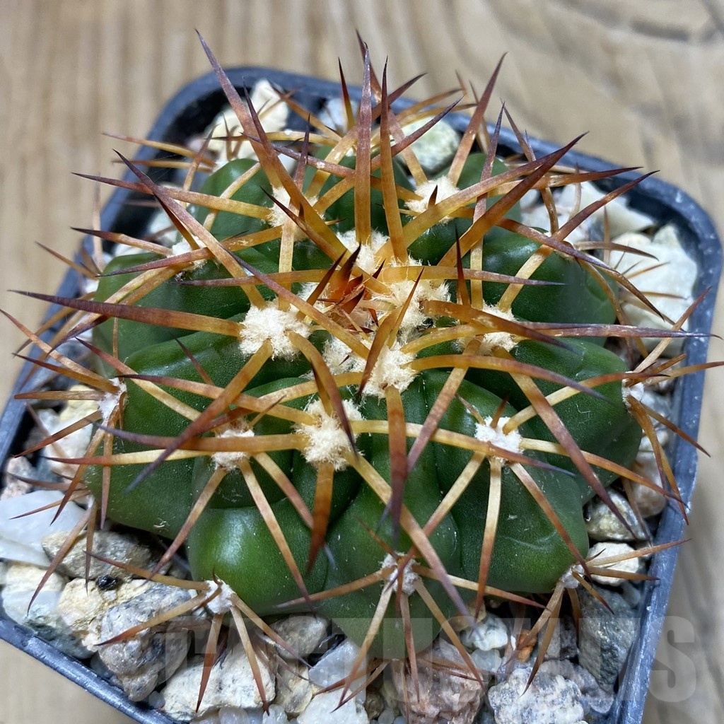 SH18111 Discocactus estevesii MH 792, own roots