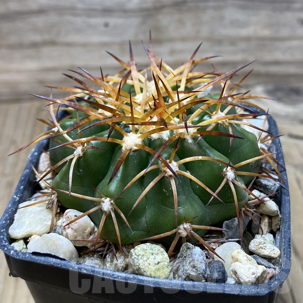 SH18111 Discocactus estevesii MH 792, own roots - Image 2