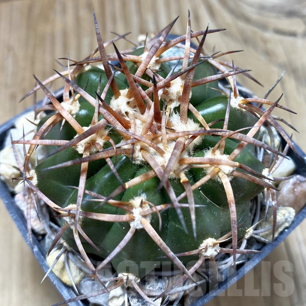 SH18112 Discocactus estevesii MH 792, own roots