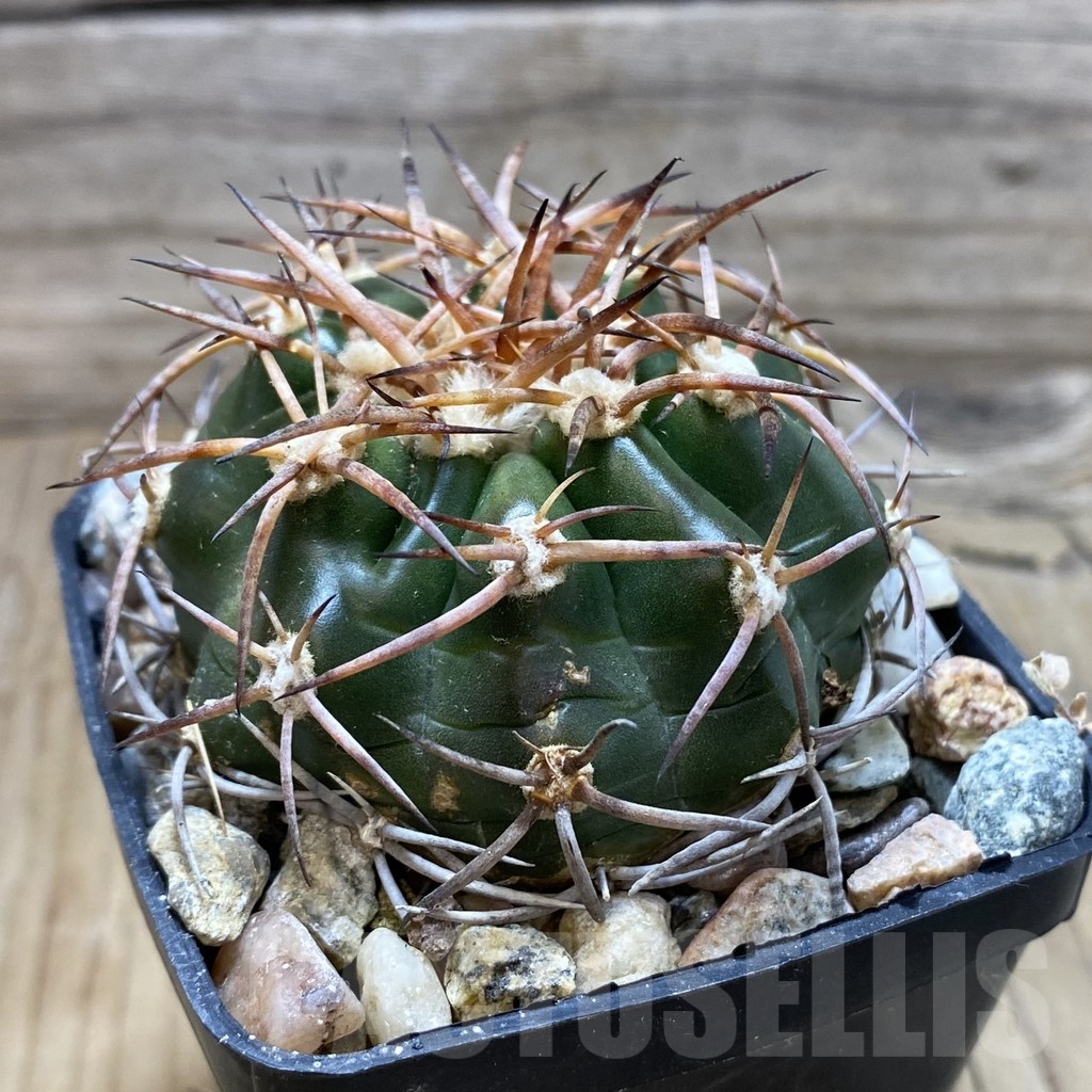 SH18112 Discocactus estevesii MH 792, own roots - Image 2