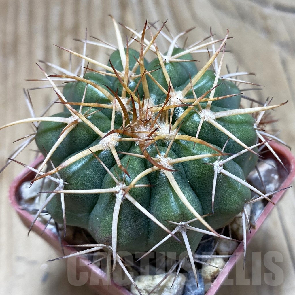 SH18113 Discocactus spinosior MH753 -Barreiras, Bahia-, own roots