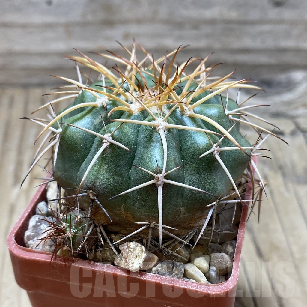 SH18113 Discocactus spinosior MH753 -Barreiras, Bahia-, own roots - Image 2