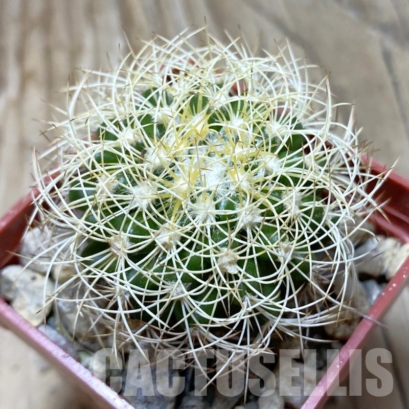 SH18116 Discocactus araneispinus MH 733, own roots