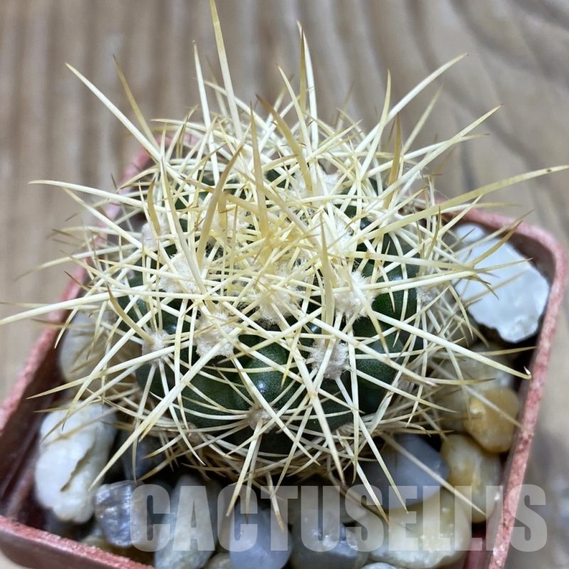 SH18118 Discocactus zehntneri MH 835, own roots