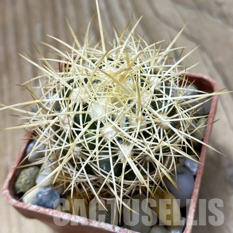 SH18119 Discocactus zehntneri MH 835, own roots