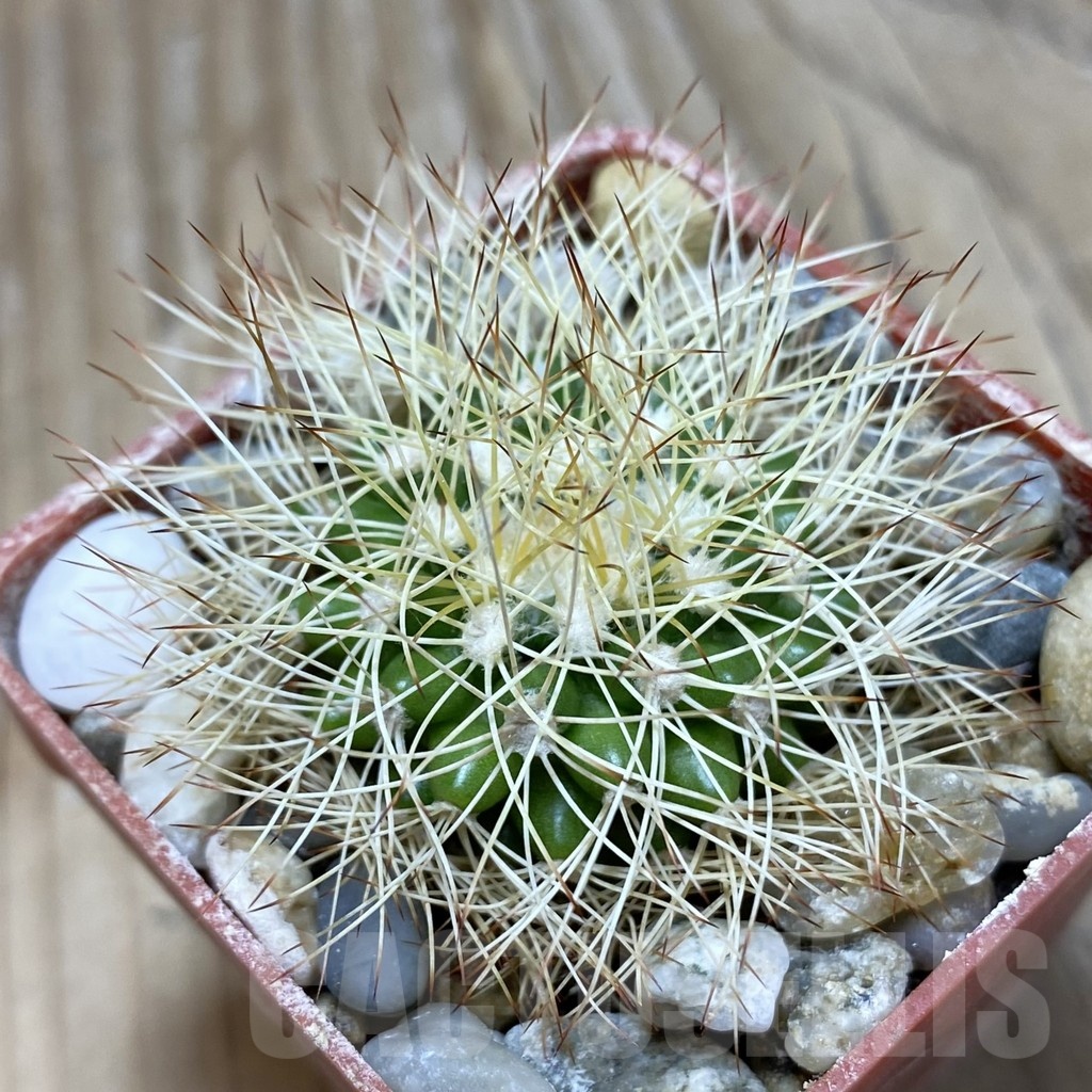 SH18121 Discocactus horstiorum MH738 -Bahia, Minas de Mimosa-, own roots