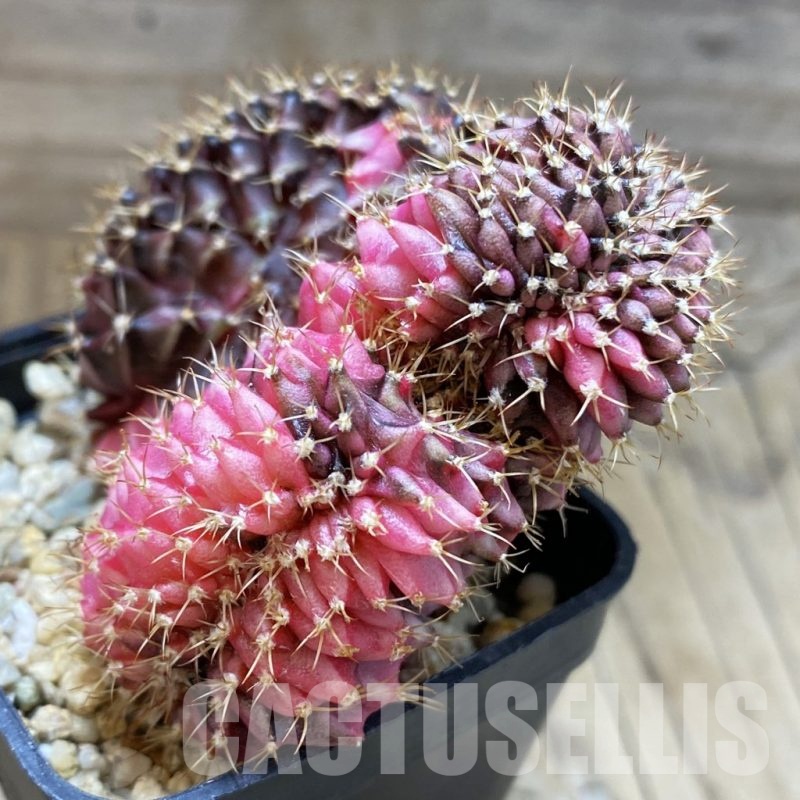 SH8639 Gymnocalycium mihanovichii f. variegata cristata