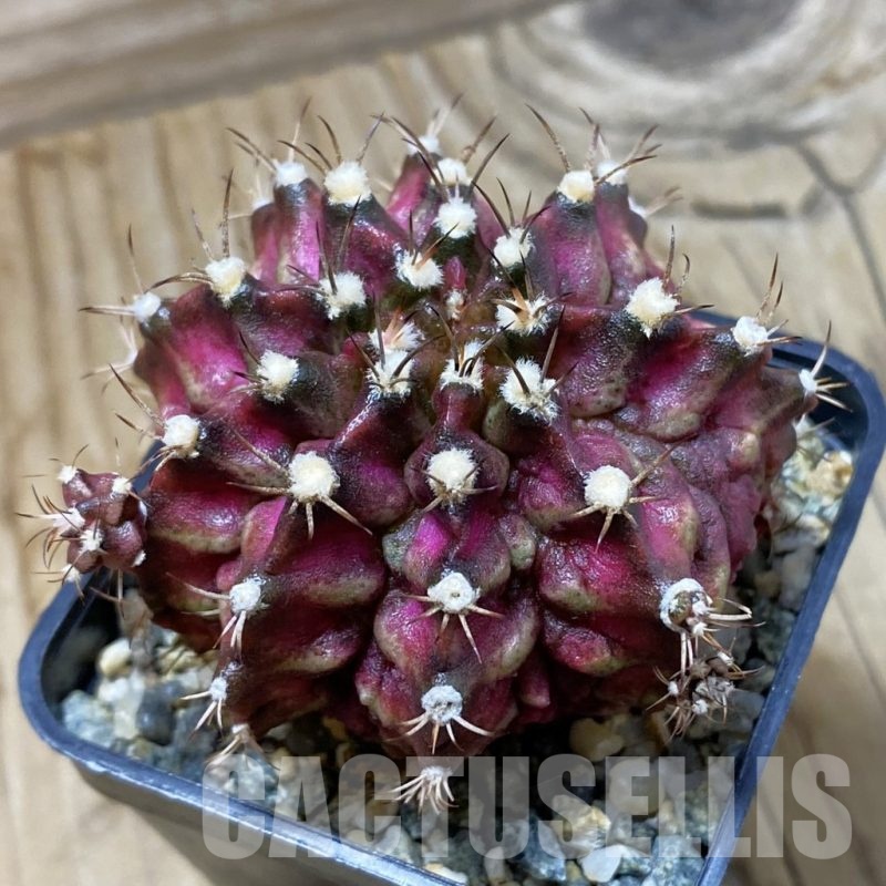 SH20995 Gymnocalycium mihanovichii 'T-Lux', seedling