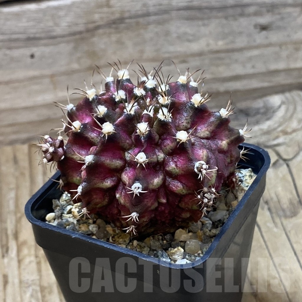 SH20995 Gymnocalycium mihanovichii 'T-Lux', seedling - Image 2