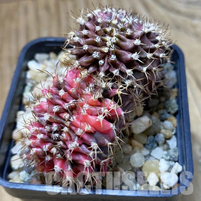 SH9040 Gymnocalycium mihanovichii f. variegata cristata