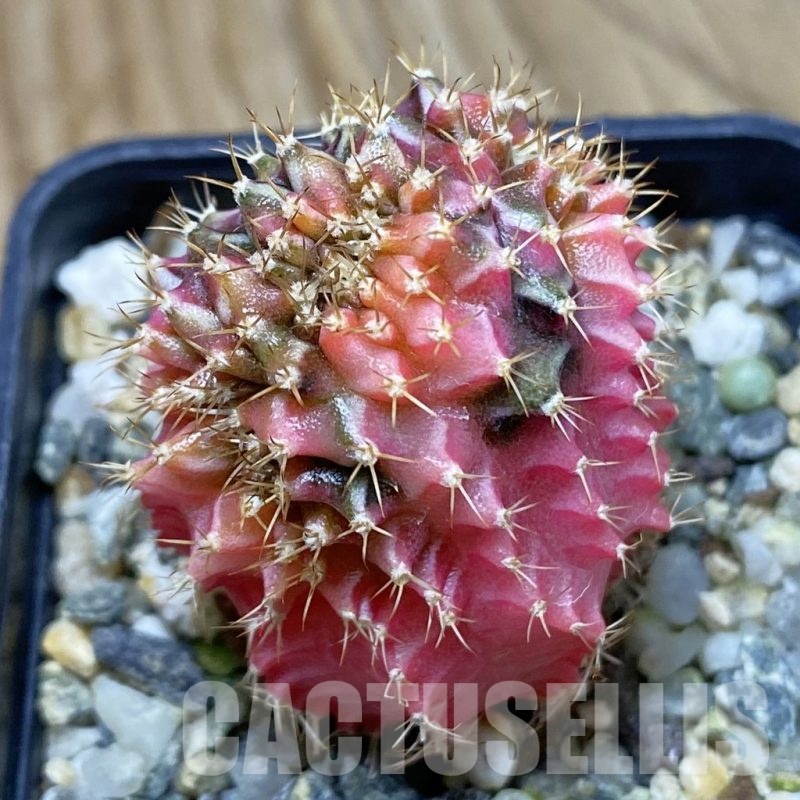 SH10934 Gymnocalycium mihanovichii variegata f. cristata
