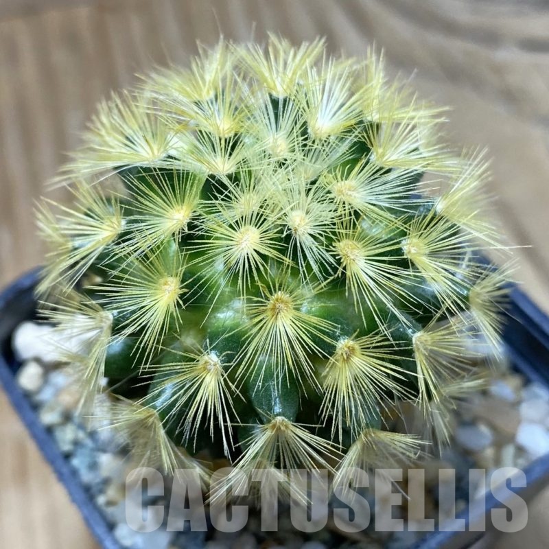 SH16413 Mammillaria carmenae hybrid