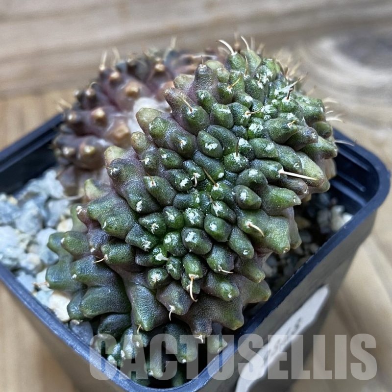 SH9848 Gymnocalycium mihanovichii ‘Transformer’ f. cristata