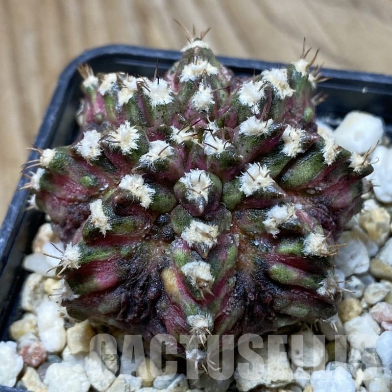 SH2595 Gymnocalycium mihanovichii ‘T-Lux’, seedling
