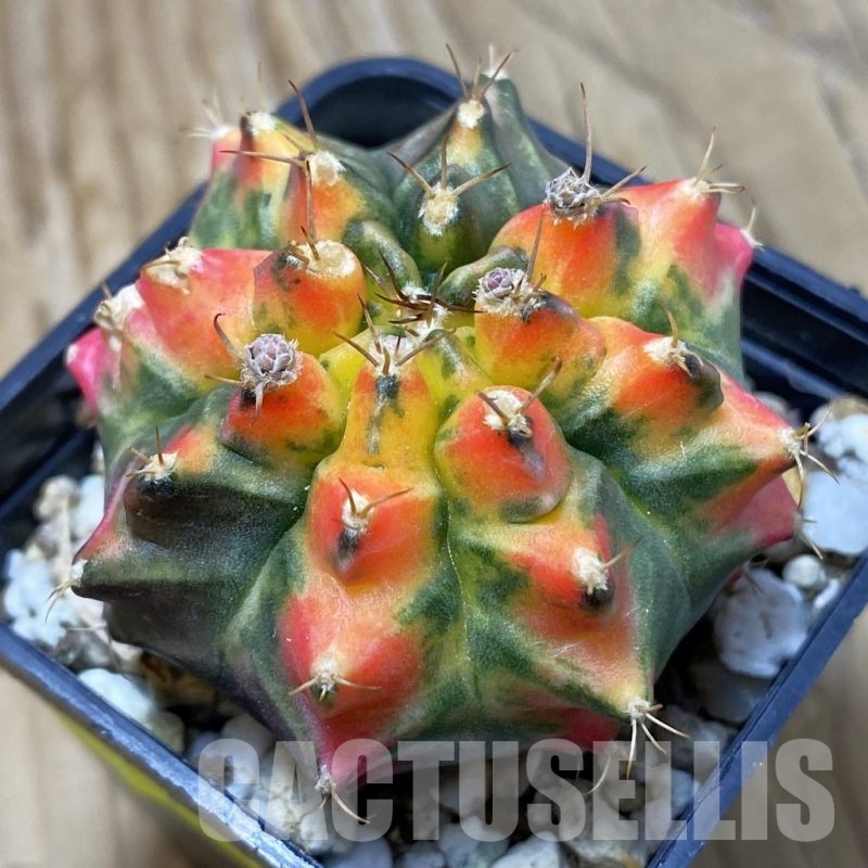 SH2209 Gymnocalycium mihanovichii T31115