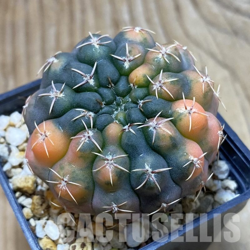 SH3057 Gymnocalycium damsii f. variegata