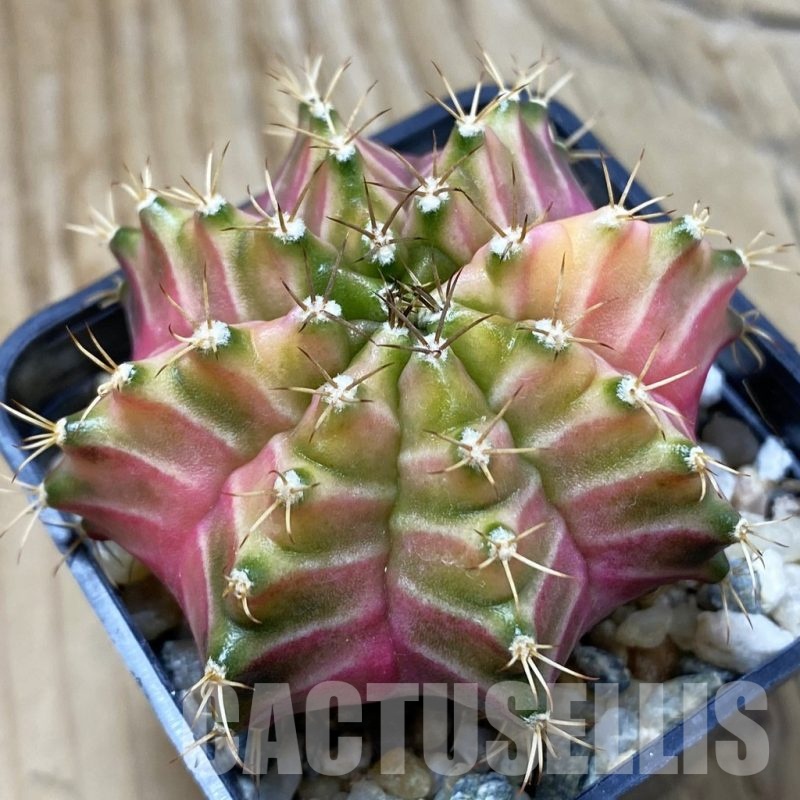 SH9043 Gymnocalycium mihanovichii ‘Neon’ hybrid, seedling