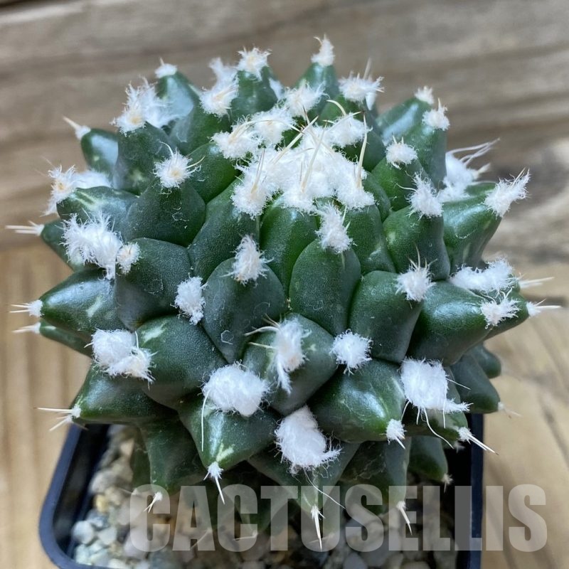 SH9431 Mammillaria bucareliensis ‘Erusamu’