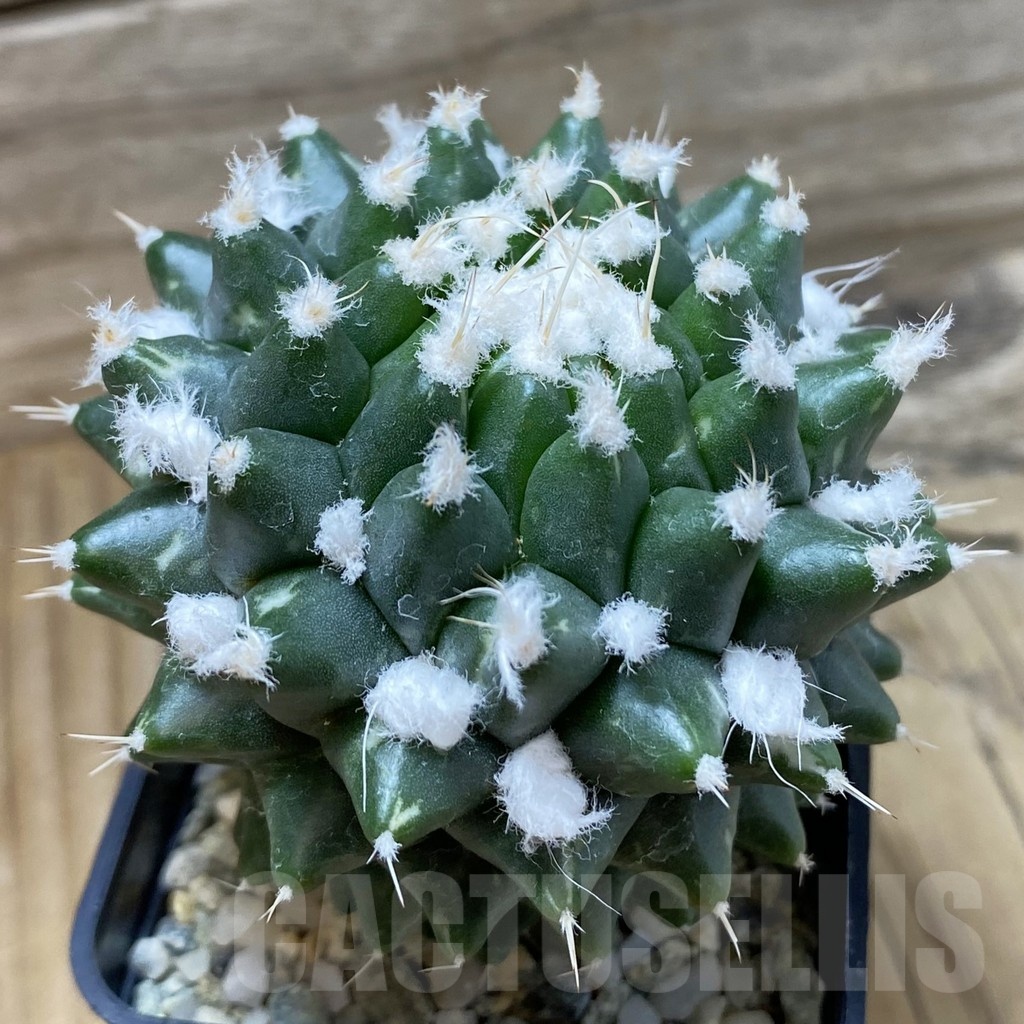 SH9431 Mammillaria bucareliensis ‘Erusamu’