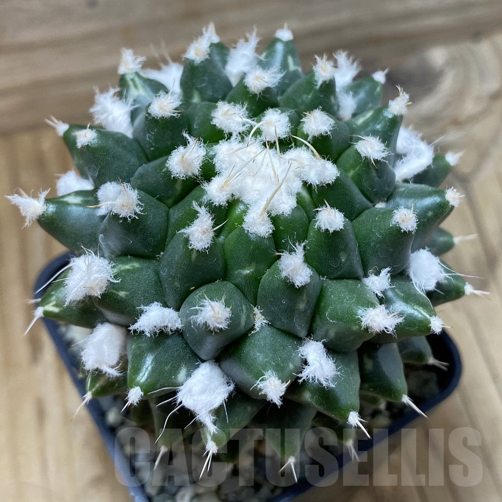 SH9431 Mammillaria bucareliensis ‘Erusamu’ - Imagen 2
