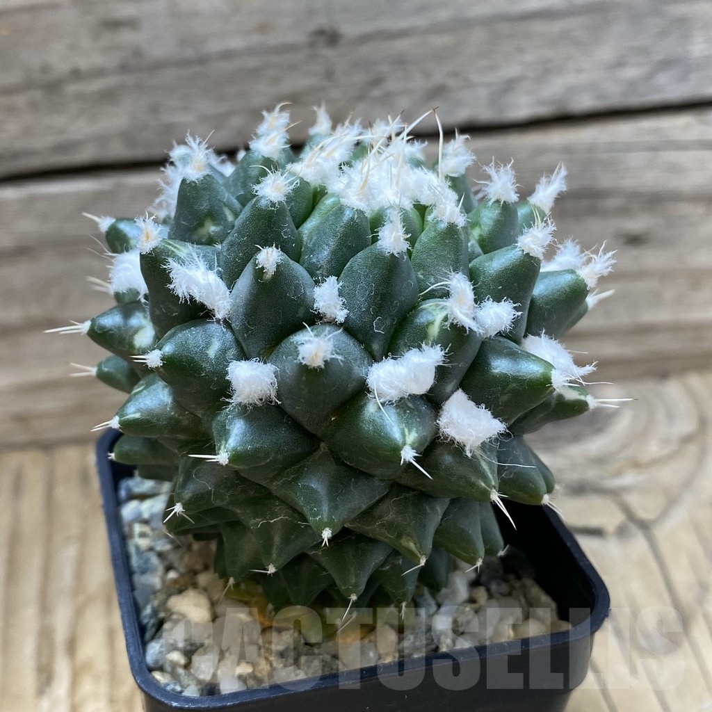 SH9431 Mammillaria bucareliensis ‘Erusamu’ - Imagen 3