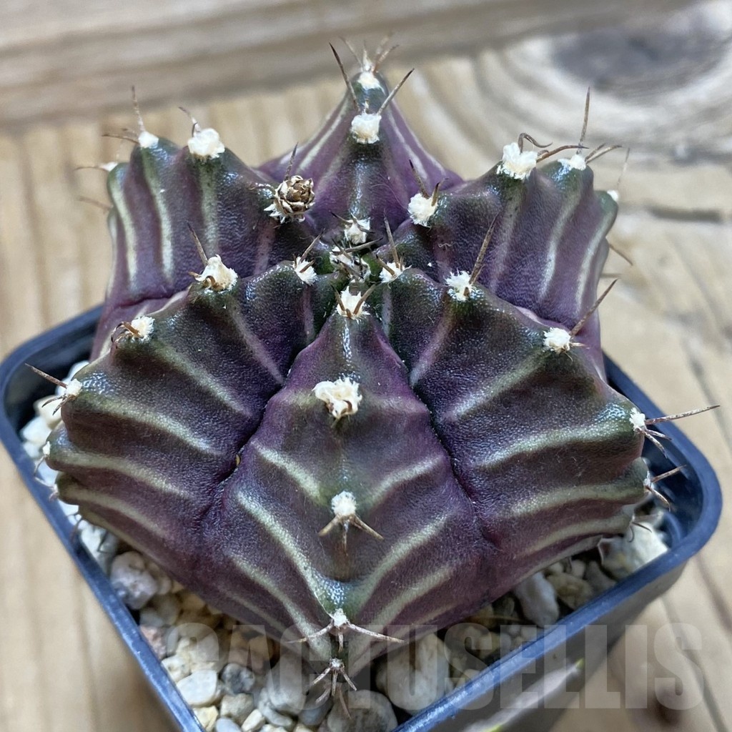 SH17981 Gymnocalycium mihanovichii 6-ribs, seedling