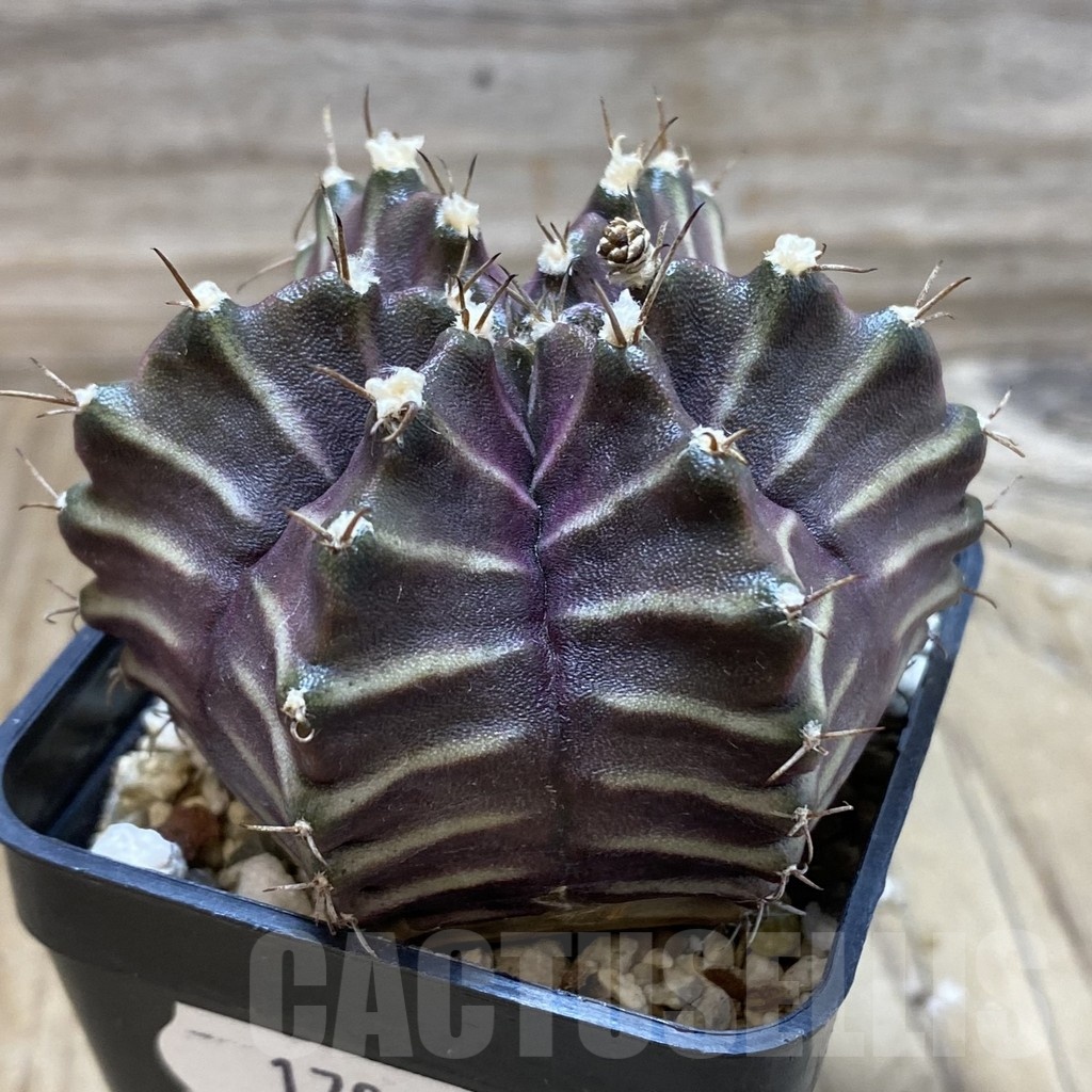SH17981 Gymnocalycium mihanovichii 6-ribs, seedling - Image 2