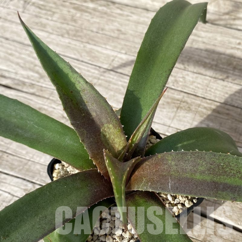 SH17839 Mangave ‘Blazing Saddles’