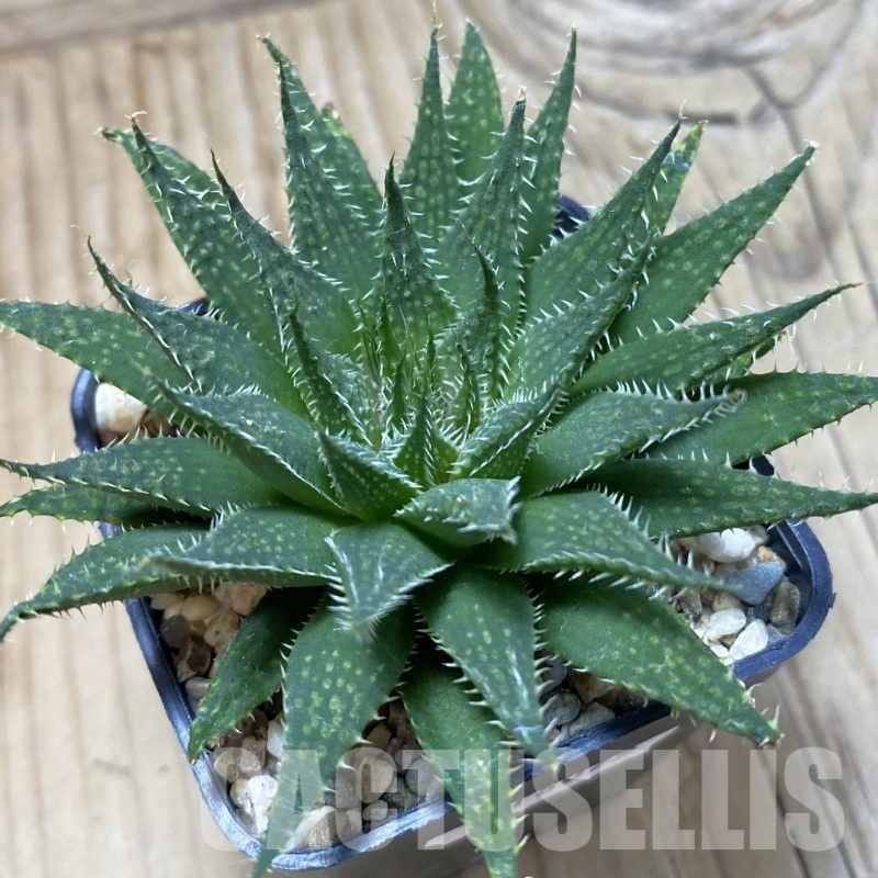 SH16075 Haworthia hybrid