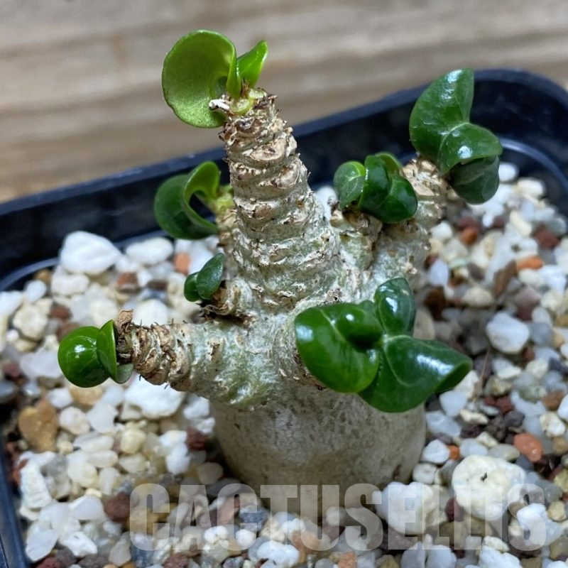 SH17793 Adenium arabicum DHA